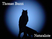Logo thomas Buzzi